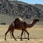 ناقه صفراء كفو لقحه تحتها بكرة فاخرة