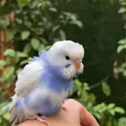 ببغاء بادجي اليف عمر صغير مميز