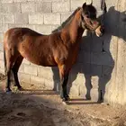 سيسيه فاخره