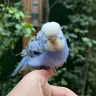 ببغاء بادجي اليف انثى
