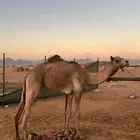 قعود حق ولد الحنيش للروضاني وامه مهجنه