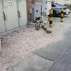 كلب هاسكي موجود فالمزاوي