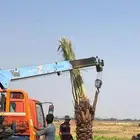 صقعي فنخاء مجدول هلالي عجوه ونانه نخل ع الطلب من القصيم