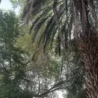 سدر وحناء توصيل لجميع مدن المملكة جملة وتجزئة