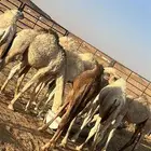حشو للبيع