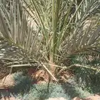 يوجد فروخ صقعي مجدول عجوه صفواي عنبر برني واصناف