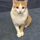 قط لتبني