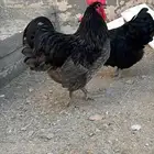 أعرض لكم طقم دجاج استرلوب فاخر جدا
