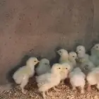 صيصان براهمام كولمبي اصل عمر 4ايام صحه شرط