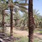 نخيل وشبك