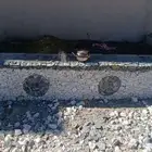 تواصل بلسمر ال عبد محايل