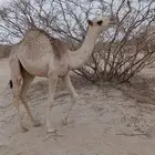 بكره على حليب امه