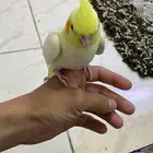 كروان للبيع اليف جدا الطير طار مني مفقود