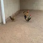 دجاجتين وديك الصحه شرط البيع لأعلى سومه