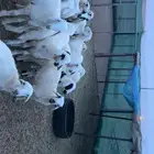 رخال وطليان العدد 20