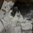 ارنب للبيع نضيف