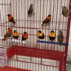 طاير الاسقف الافريقي اجواز (( تم البيع ))