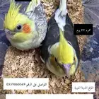 كروان فروخ