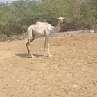 بعير ارك من ابل الهتانه عمره سنه ونص