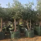 يوجد لدينا جميع انواع الاشجار الزيتون