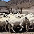 طليان سواكن مرابي شبيه الحري