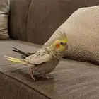 للبيع كروان