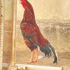 ديك باكستاني اصيل