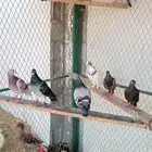 حمام زاجل وقلابي عرض الحبه 15