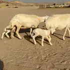 غنم حريات خلفات طيبه صنف صنف ج
