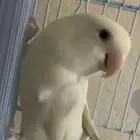 انثى روز البينو