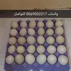 للبيع بيض مصري السعر 35 الموقع الاحساء الجرن