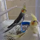 زوج كروان منتج للبيع