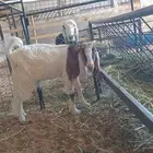 تيس عارضي ابو عارضي للبيع