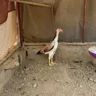 فرخه شامو ياباني