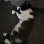 قطط للتبني