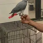 ببغاء كاسكو حمامه