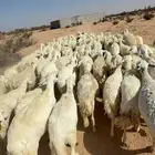 الغنم حريات طيب مرح واحد منوات القاني العدد 100فحوله2