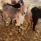 تيوس عمر 8 شهور