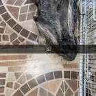 ارانب للبيع الموقع بيشه جميع