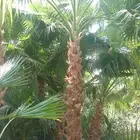 يوجد لدينا نخل واشنطني زينه امريكي بكل المقاسات وبسعار مناسب