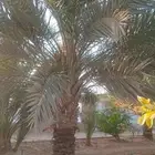 يوجود لدينا نخل عربي وشنطني