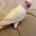 ببغاء كويكر البينو ابيض