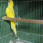 أنثى كويكر لاتينو