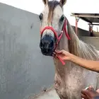 حصان واهو للبيع
