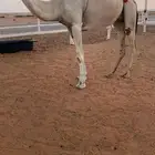 للبيع لقحة وضحاء بكر