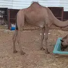 للبيع بكره صفراء جذعه