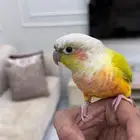 للبيع كنيور أنناس وا قرين شيك