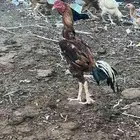 ديك باكستاني سندي