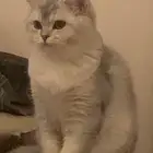سكوتش فولد بيوور