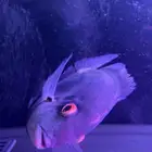 سمكه زينه أوراو سيكلد لأصحاب التميز